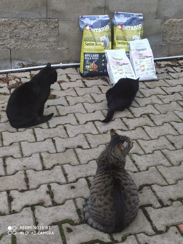 KRMENÍ  PRO PEJSKY A KOČIČKY OD DOBRÝCH DUŠÍ V PROJEKTU NAKRM NÁS